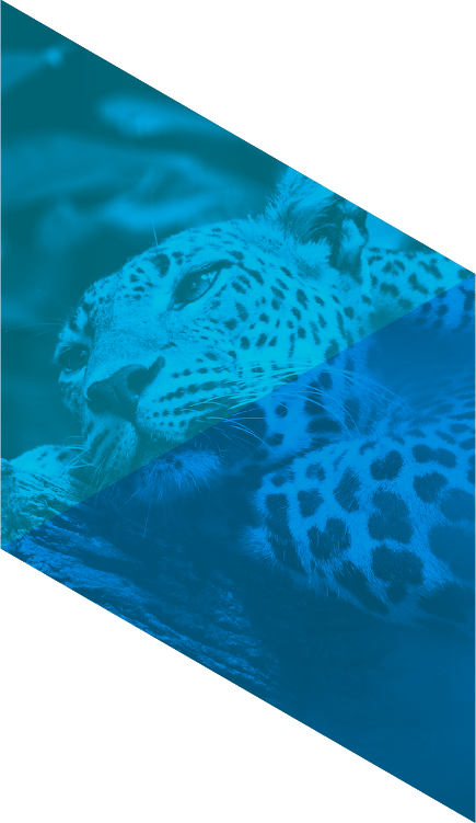 Facet 5